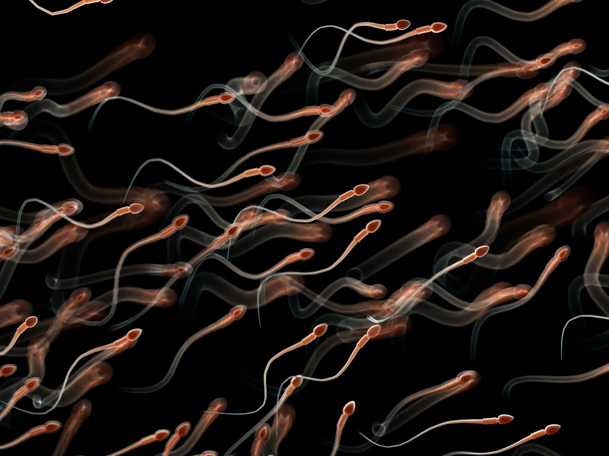 Microscopic view of healthy sperm cells showing DNA structure in medical fertility testing laboratory