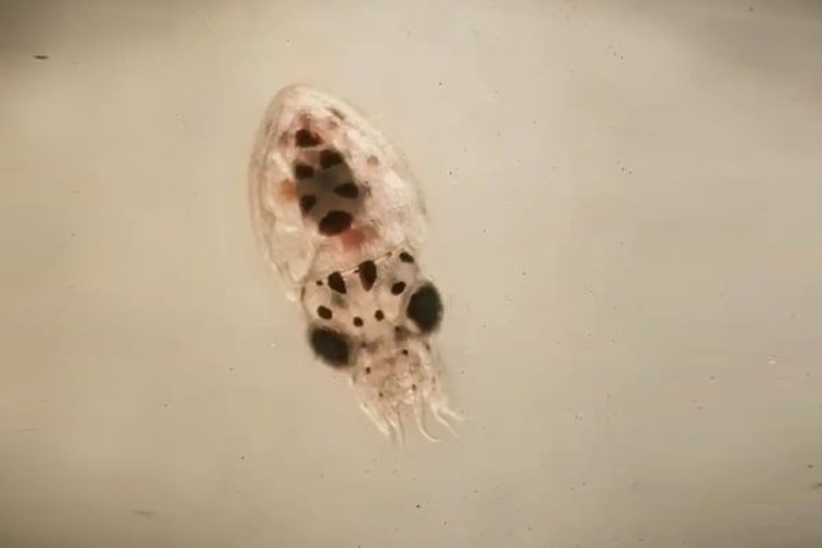 Italy Unleashes 130,000 Baby Octopuses to Fight Invaders - Image 2