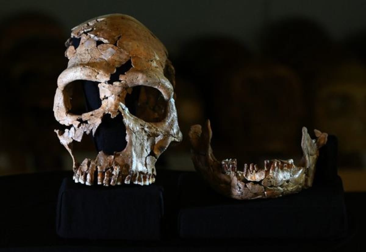 Neanderthal DNA Gives Some People Extra Muscle Mass - Image 2