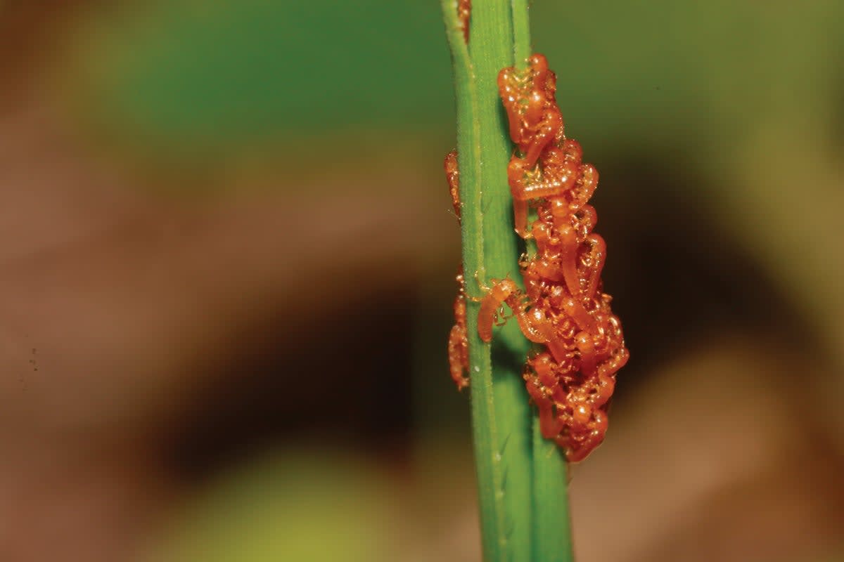 Bright orange blister beetle larvae clustered together on a flower stem mimicking floral appearance