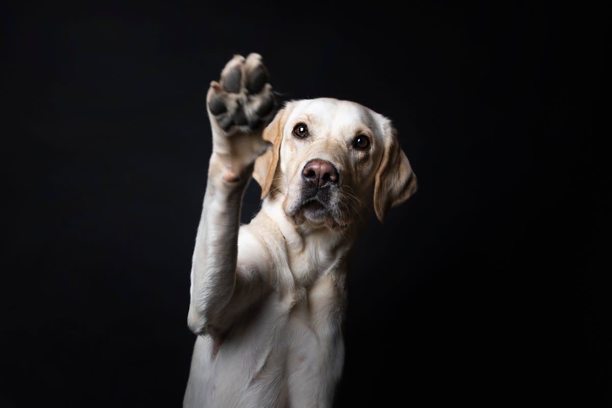 Golden retriever using paw to hold Kong toy filled with treats during pawedness test