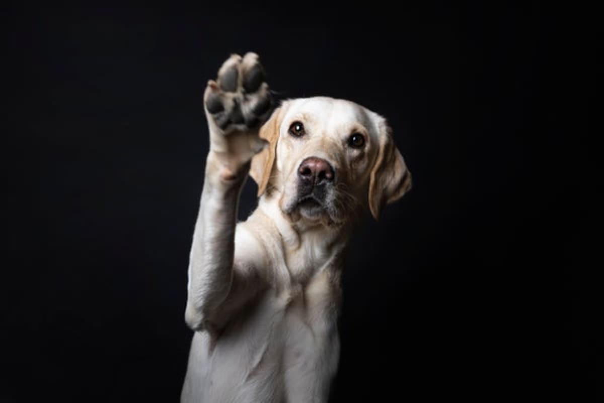 Scientists Create Easy At-Home Test for Dog Pawedness - Image 2