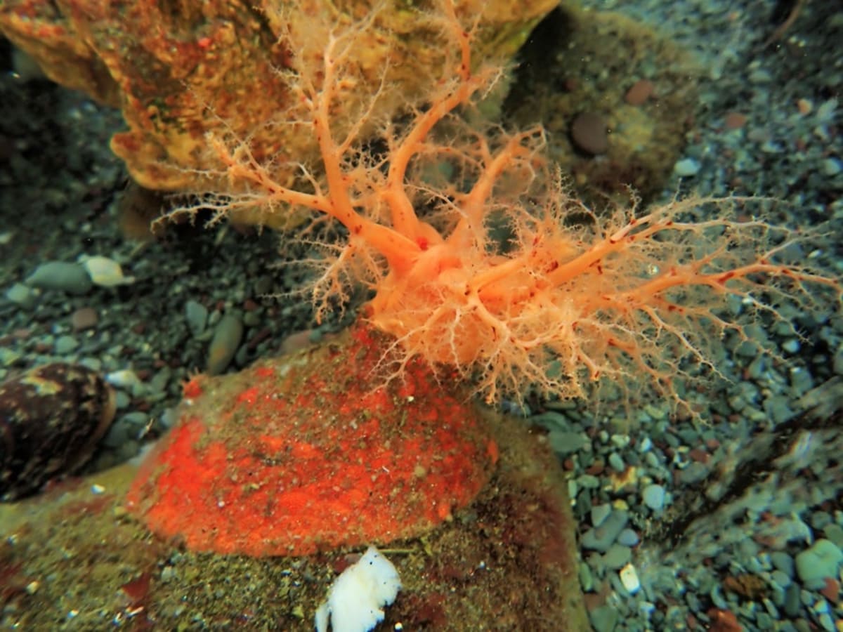 Sea Cucumber Tissue Lives for Years After Being Cut Off - Image 4
