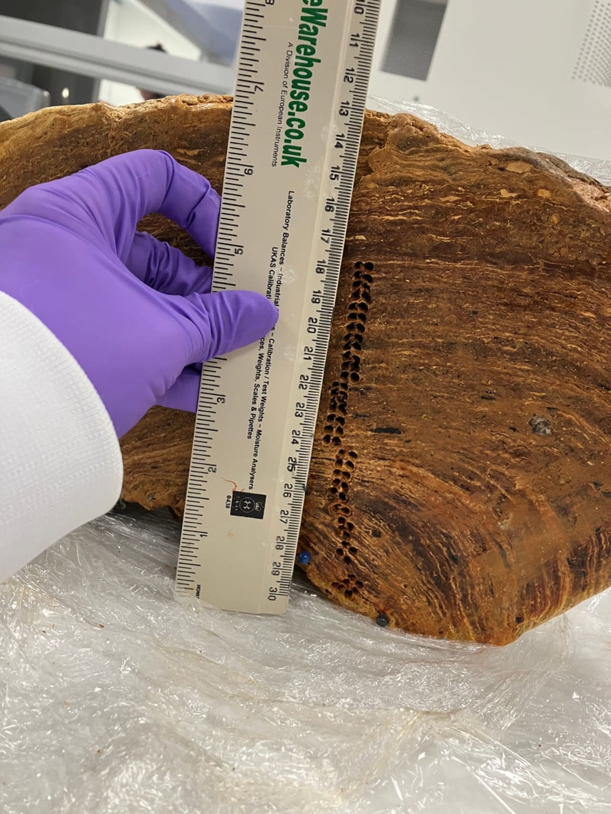 Ancient Bird Vomit Unlocks 50,000 Years of Climate Secrets - Image 4