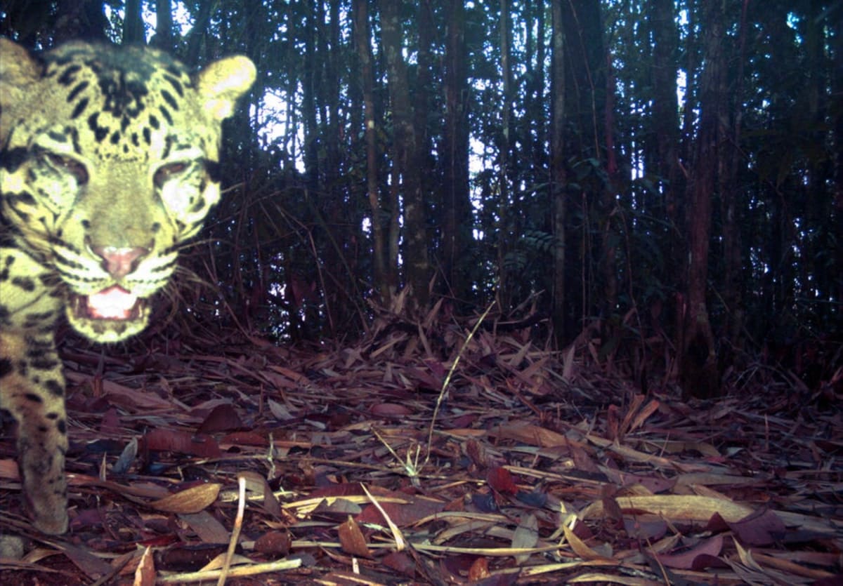 Rare 'Ghost Leopards' Caught on Camera in Borneo Forests - Image 4