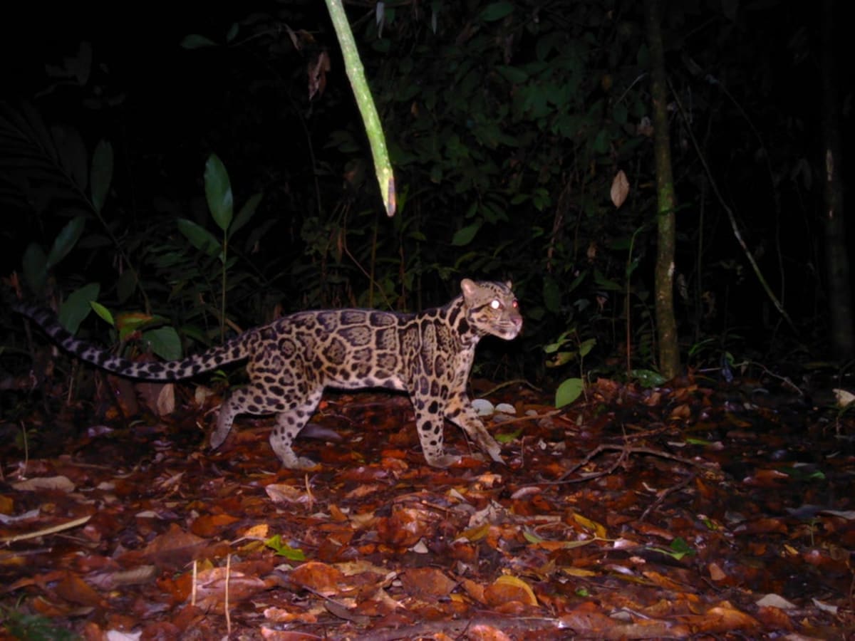 Rare 'Ghost Leopards' Caught on Camera in Borneo Forests - Image 5