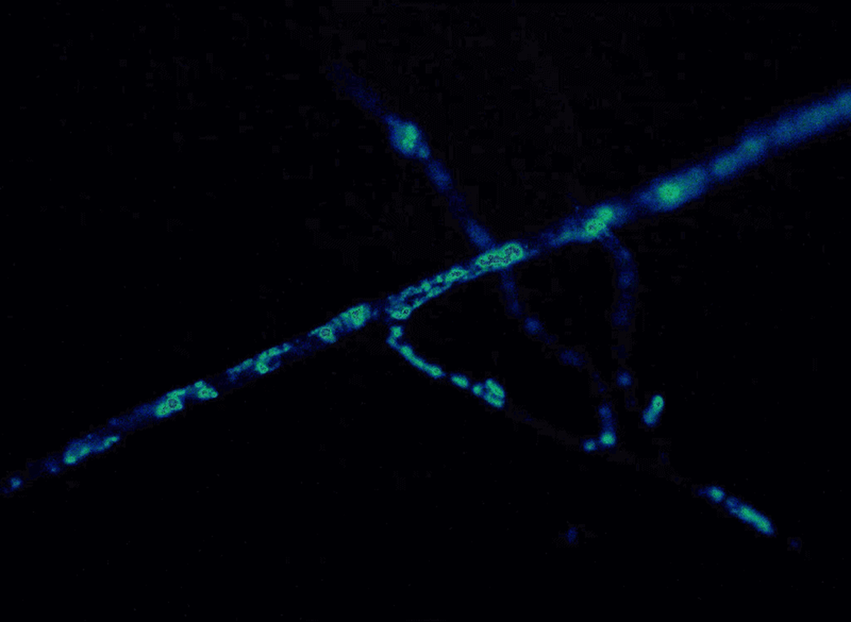 Hidden Fungal Network Could Stretch to Nearest Star - Image 5
