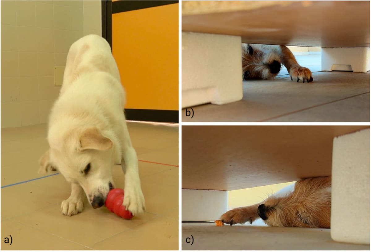 Scientists Create Easy At-Home Test for Dog Pawedness - Image 3