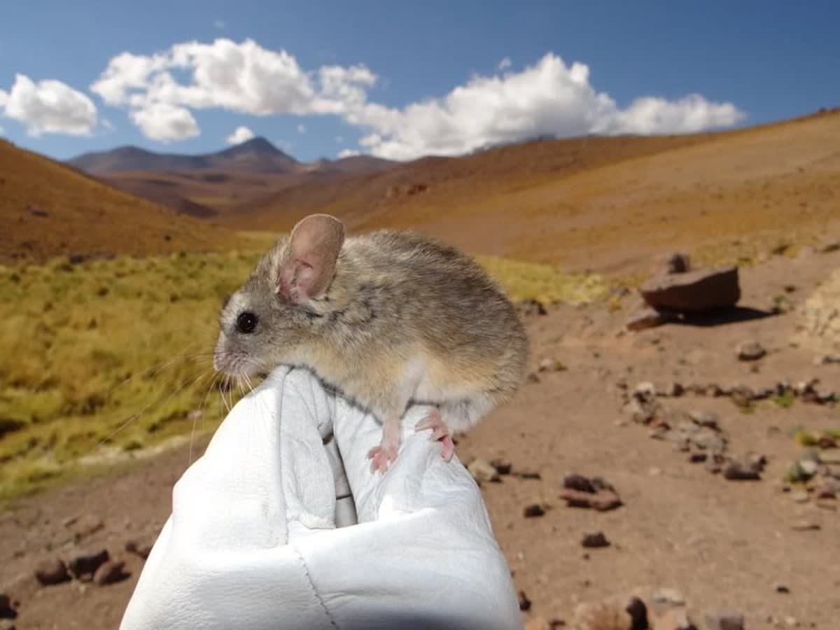 Small brown Andean leaf-eared mouse with large ears sitting on rocky mountain terrain