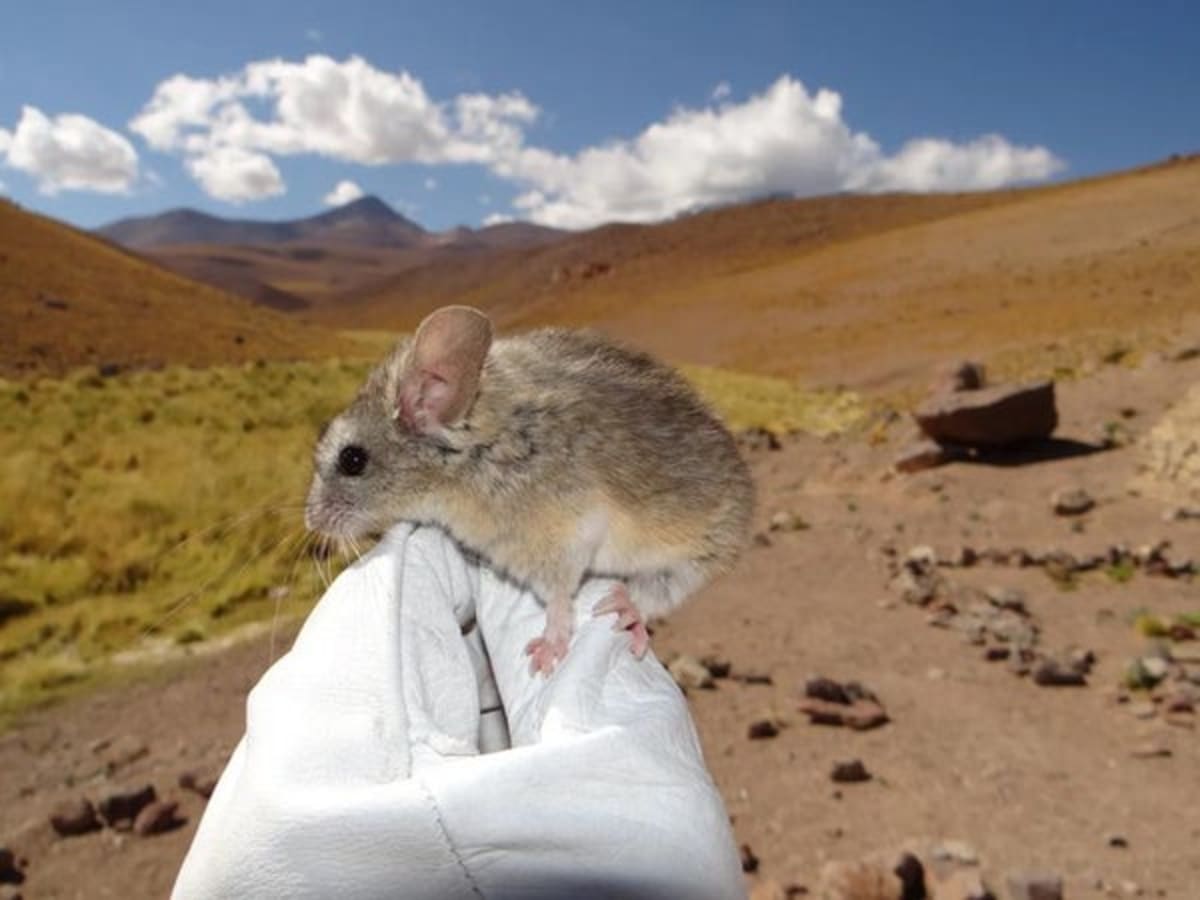 Tiny Mice Thrive 22,000 Feet High in the Andes Mountains - Image 2