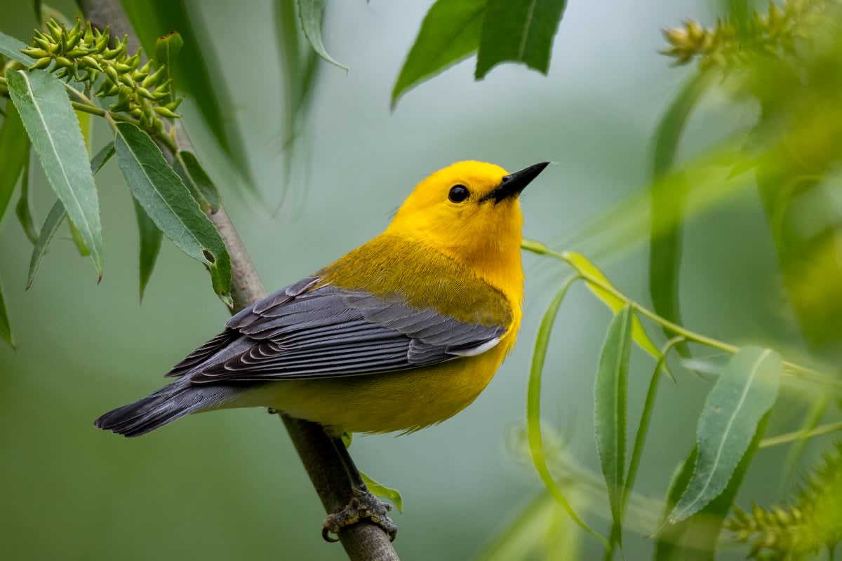 147 Million Birds Take Flight in Spring Migration Peak