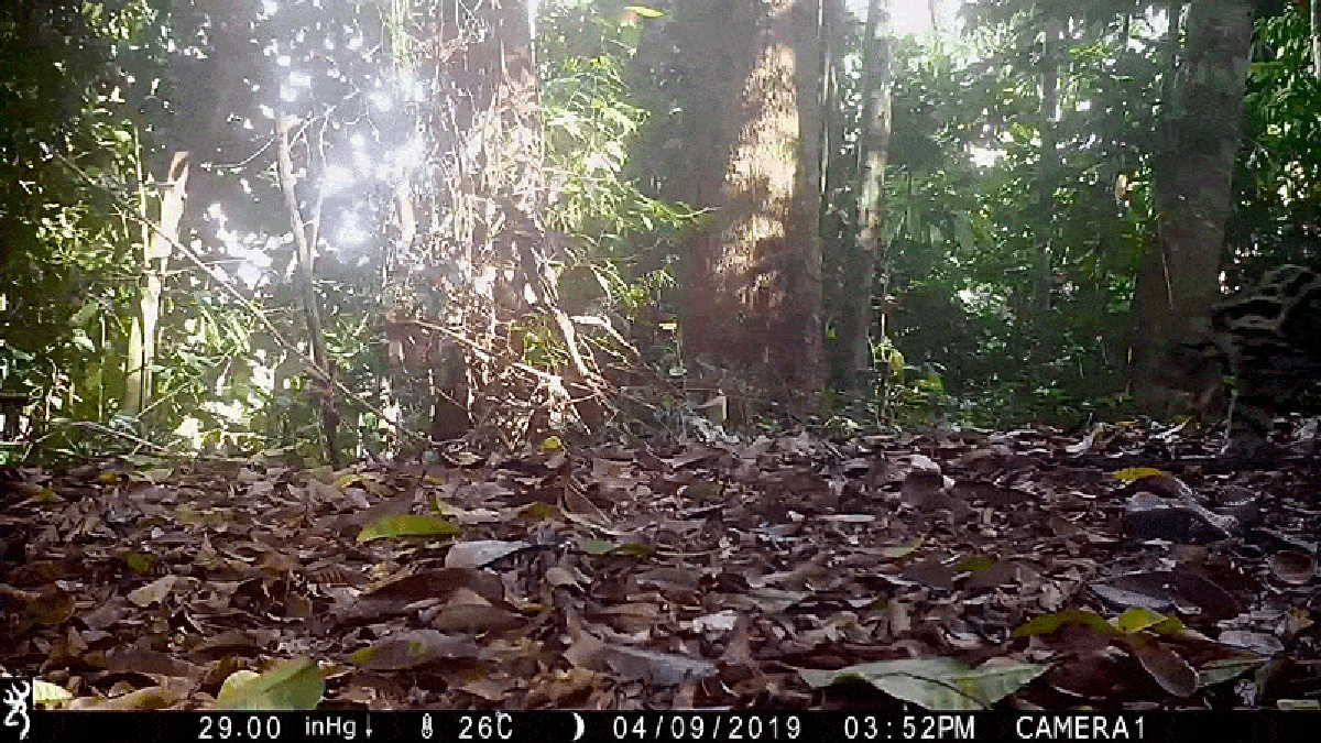 Rare 'Ghost Leopards' Caught on Camera in Borneo Forests