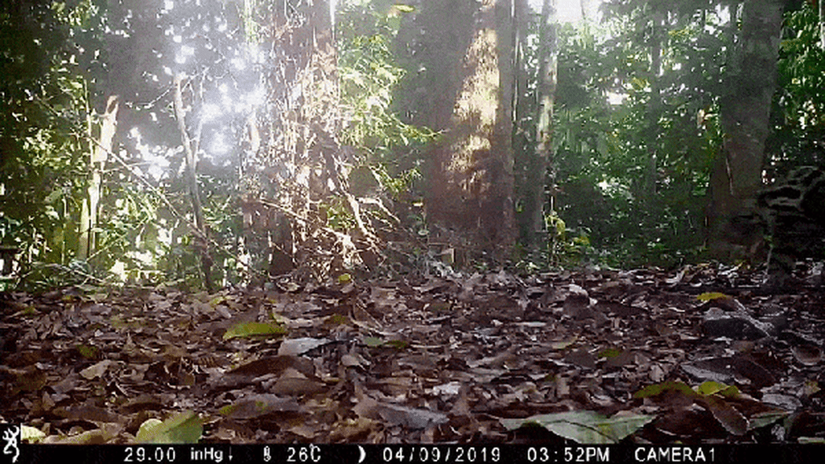 Rare 'Ghost Leopards' Caught on Camera in Borneo Forests - Image 2