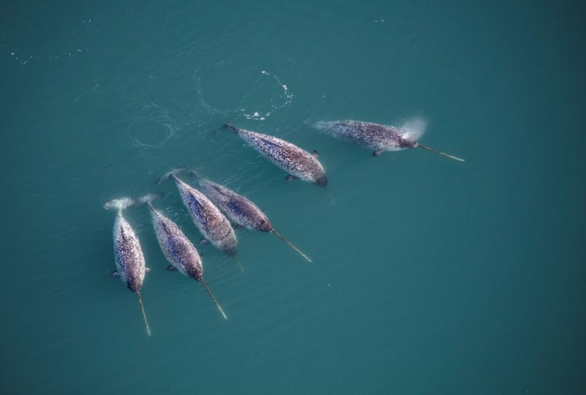 Scientists Solve Mystery of Narwhal's Spiral Tusk - Image 3