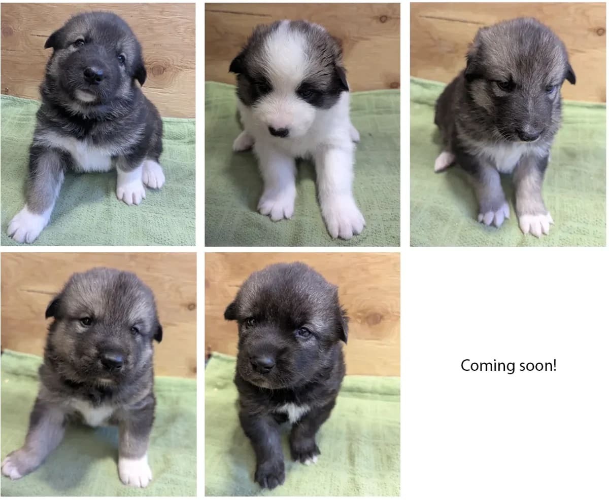 Denali's 5 New Puppies Train to Be Park Rangers