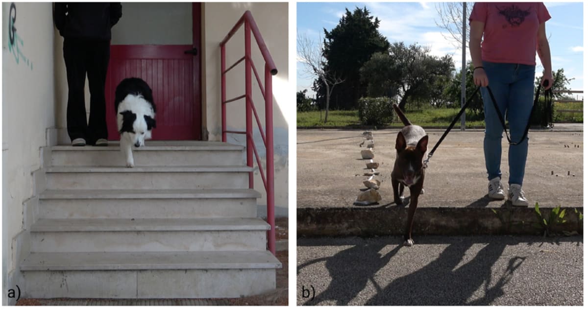Scientists Create Easy At-Home Test for Dog Pawedness - Image 4