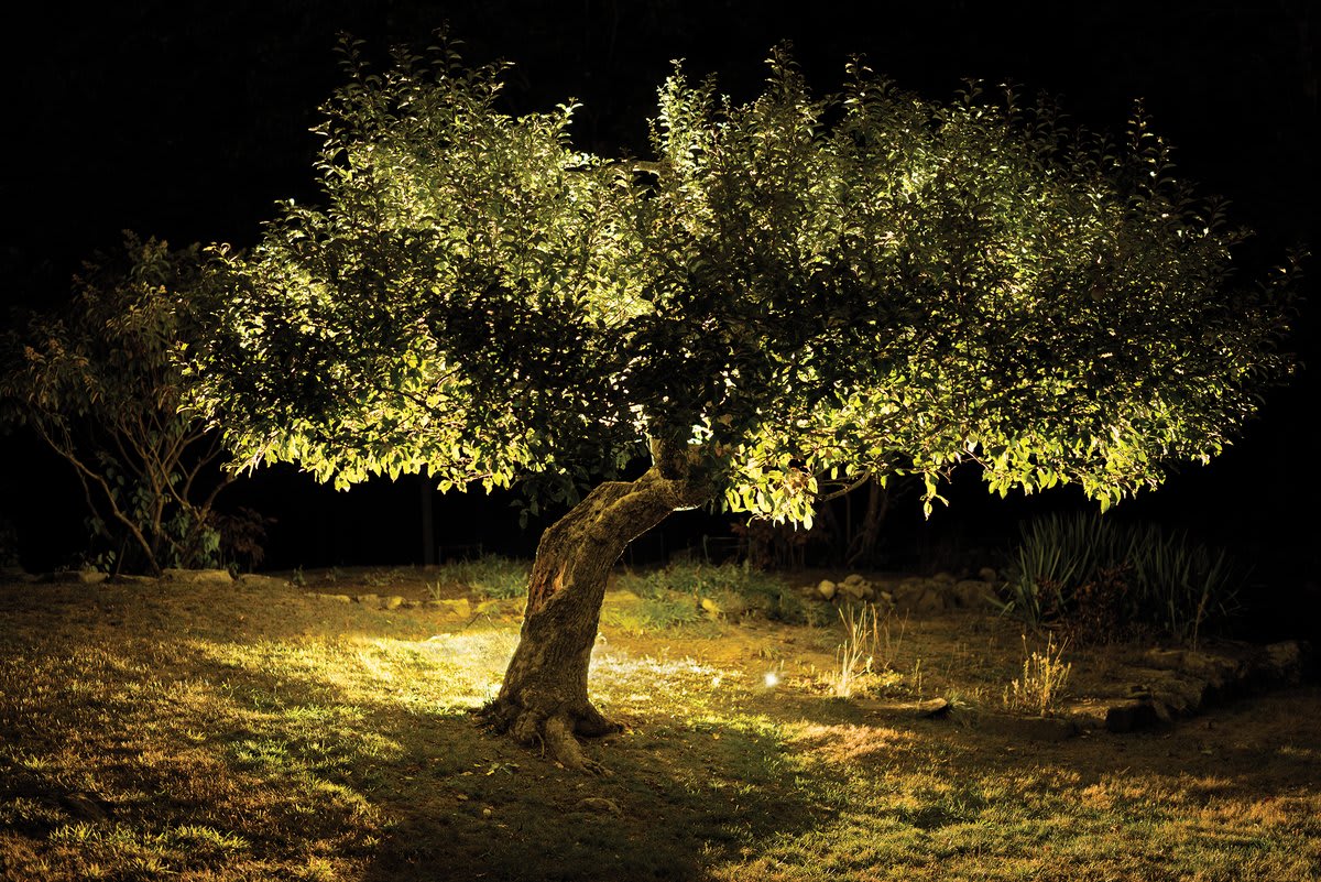 Ancient Maine Apple Tree Solves 200-Year Fruit Mystery