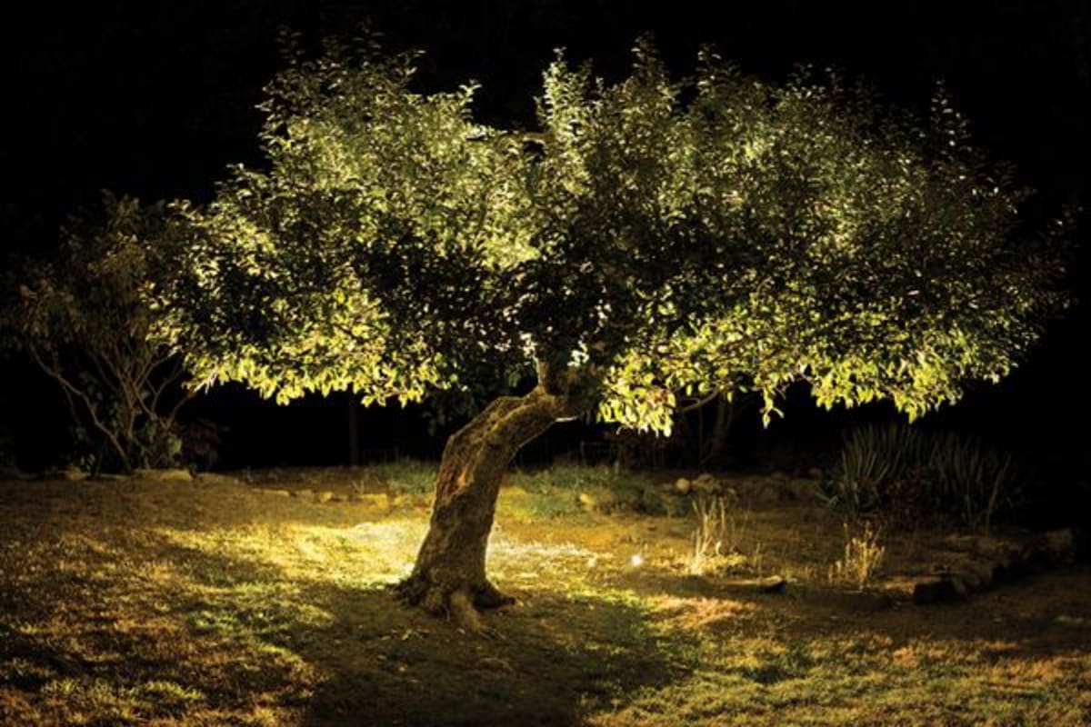 Ancient Maine Apple Tree Solves 200-Year Fruit Mystery - Image 2