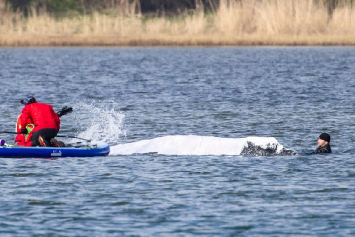 Stranded Whale Timmy Gets Second Chance in Bold Rescue - Image 2