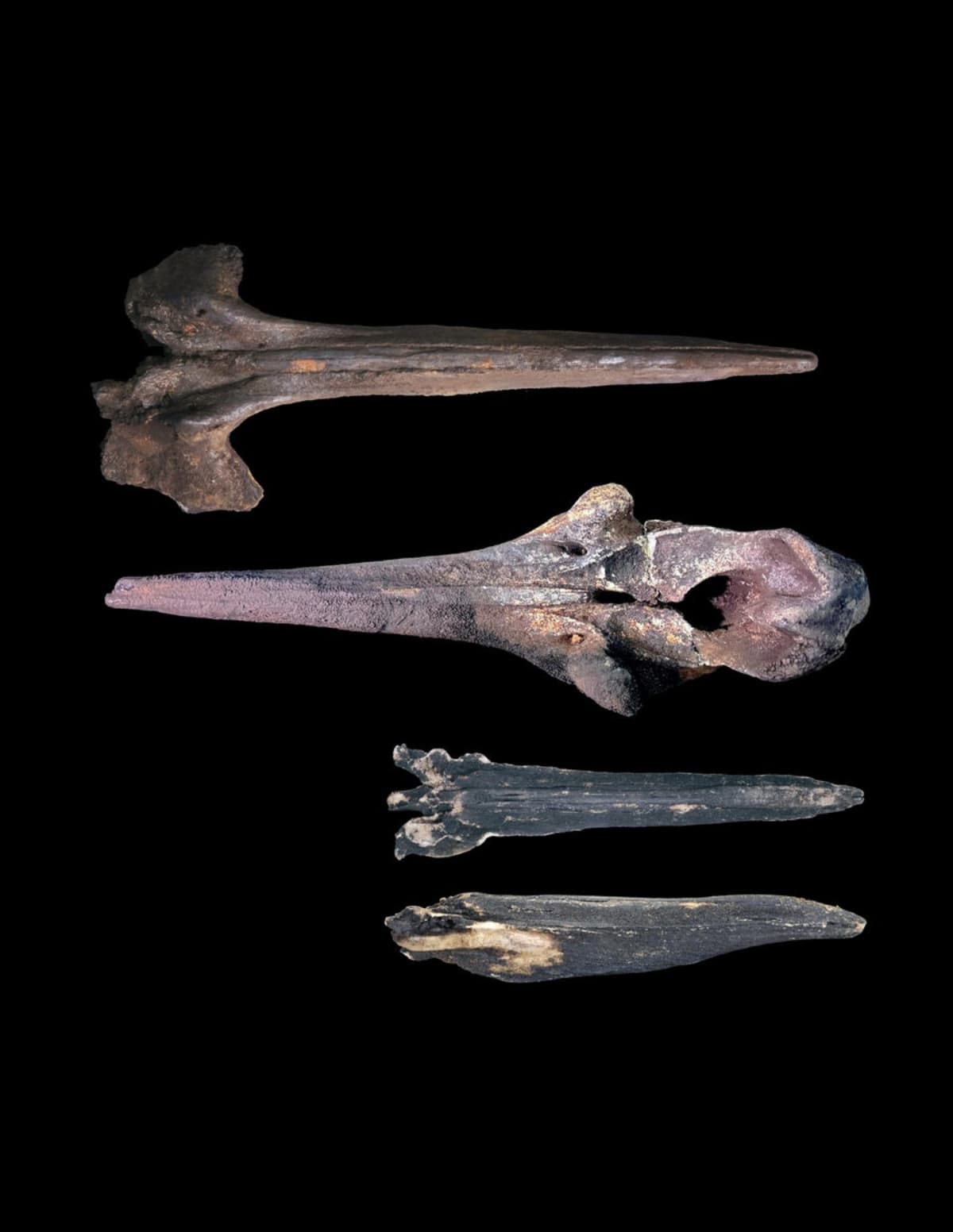 Scientists Find 450 Whale Skeletons Across 750 Miles of Ocean - Image 4