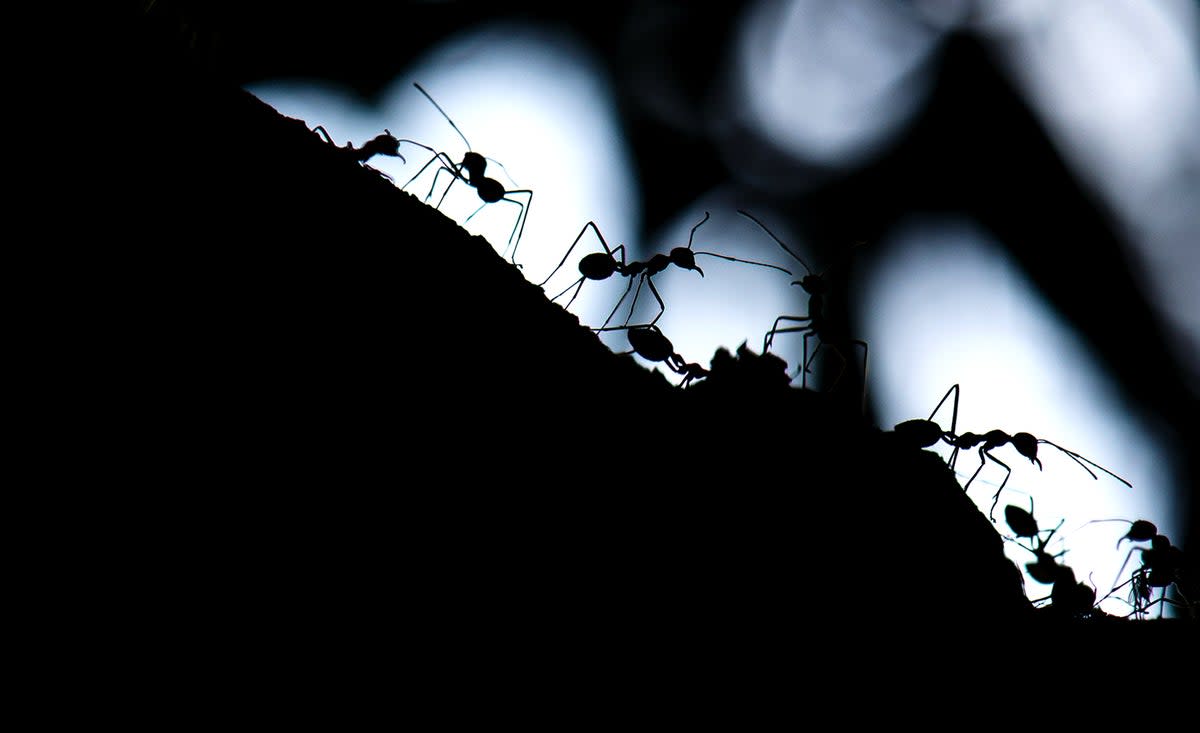 Close up view of a bull ant on forest floor at night under moonlight
