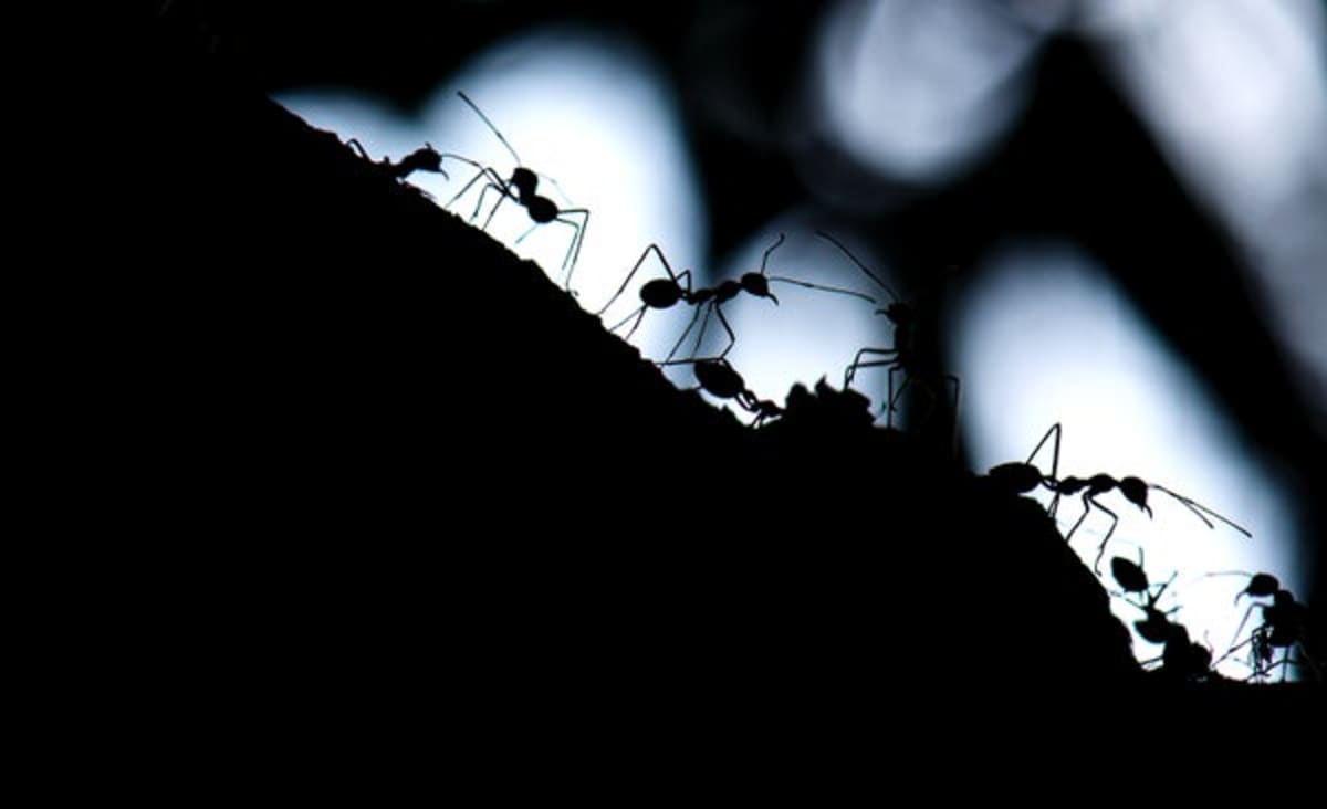 Bull Ants Navigate at Night Using the Moon as Their GPS - Image 2