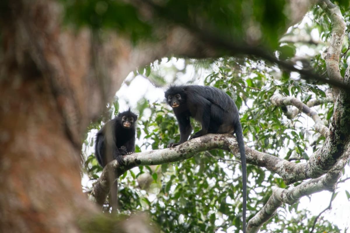 New Monkey Species With Orange Lips Found in Congo - Image 2