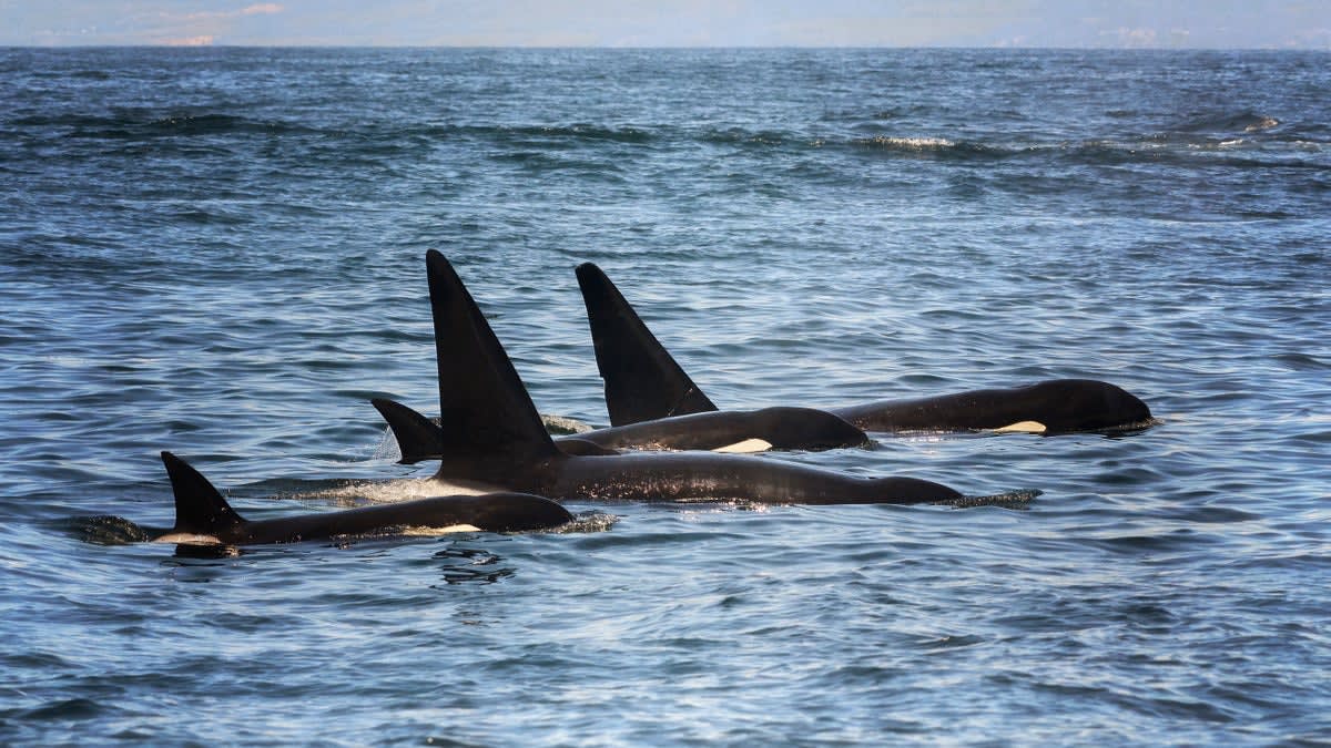 Underwater photo of orcas swimming near a large sunfish in the Gulf of California