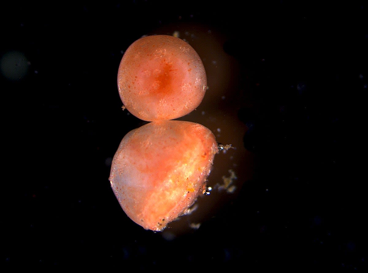 Sea Cucumber Tissue Lives for Years After Being Cut Off