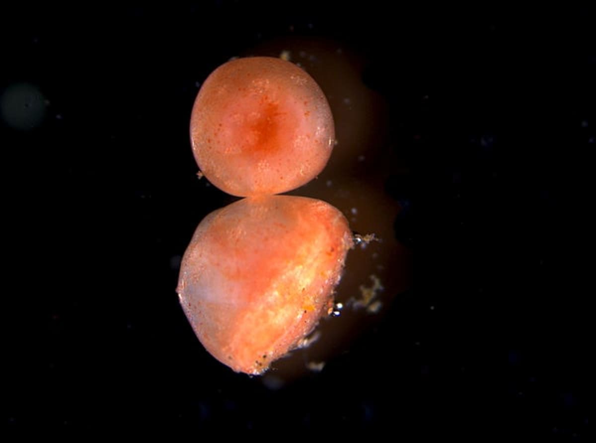 Sea Cucumber Tissue Lives for Years After Being Cut Off - Image 2