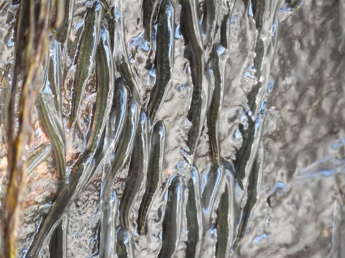 Ziti-Sized Fish Scales 50-Foot Waterfall in Congo
