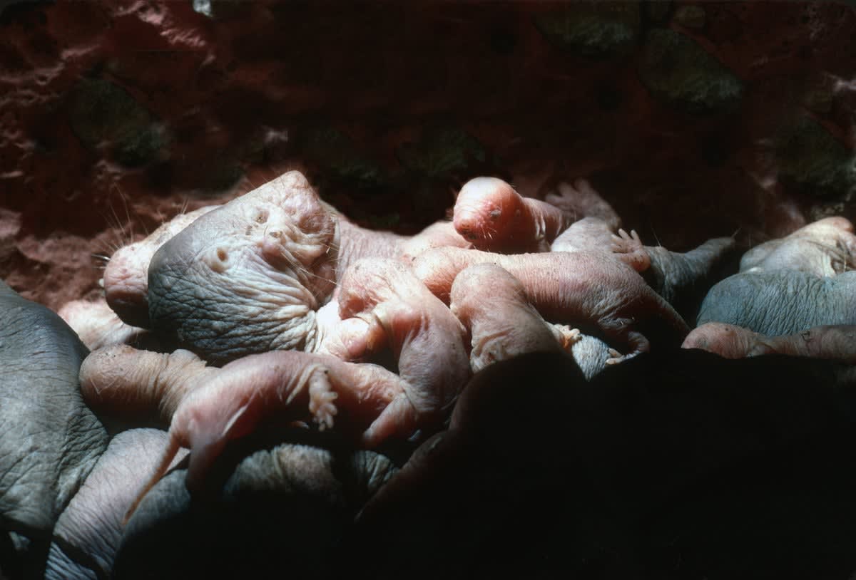Naked mole rat queen nursing multiple baby pups in underground brood chamber