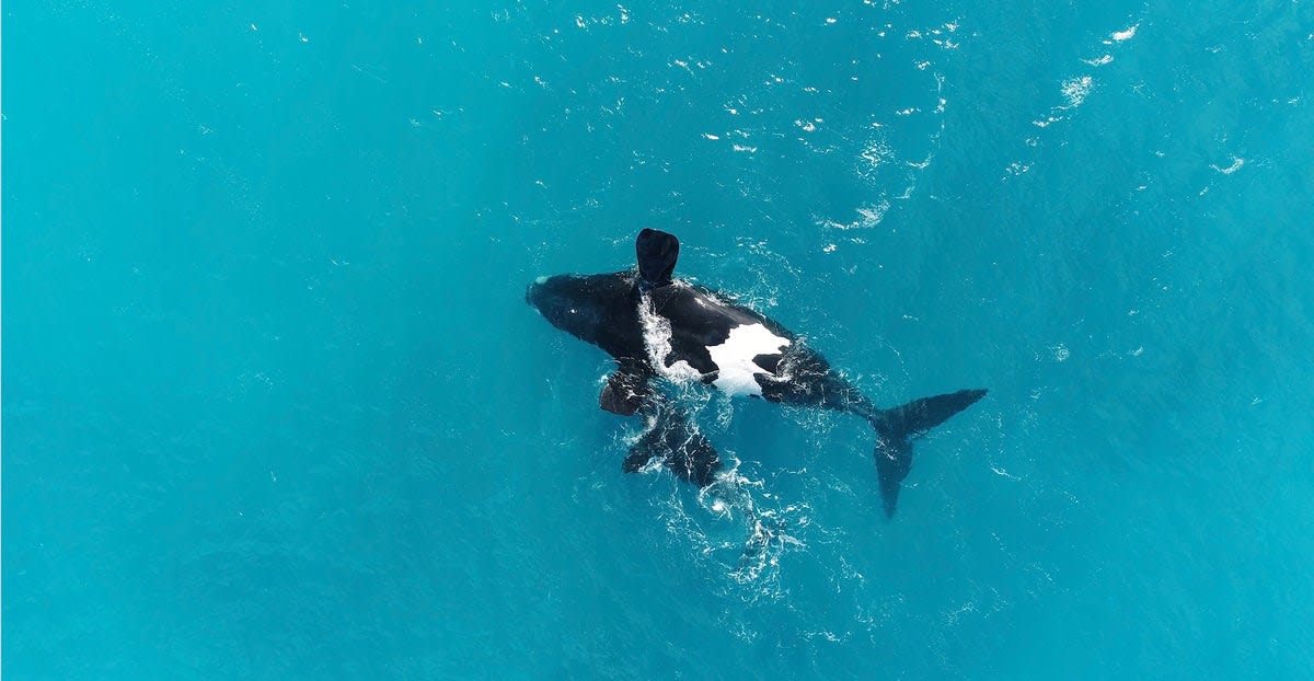 Drone photograph of southern right whale mother floating upside down with calf swimming nearby