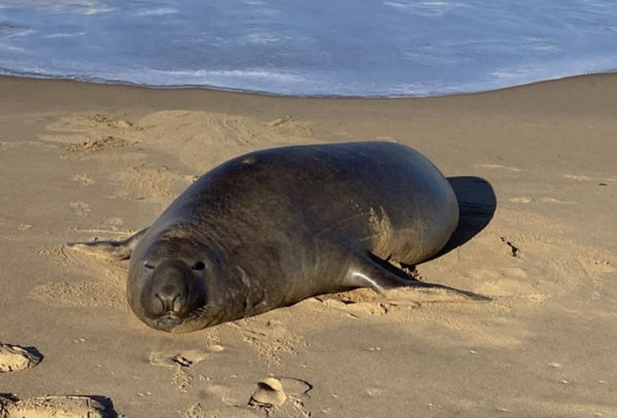 Neil the Seal: Tasmania's Viral Chaos Agent Has a Sweet Reason - Image 2