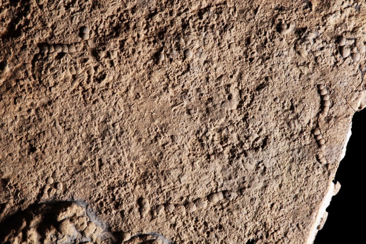 Canada Fossils Show Complex Life Began in Deep Sea - Image 5