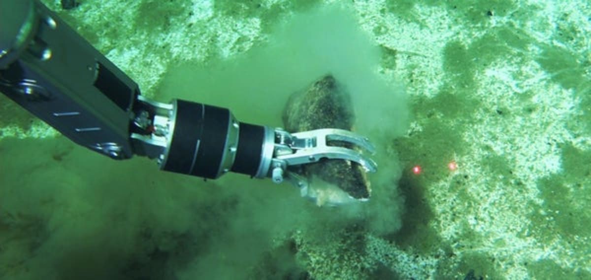Scientists Find 450 Whale Skeletons Across 750 Miles of Ocean - Image 2