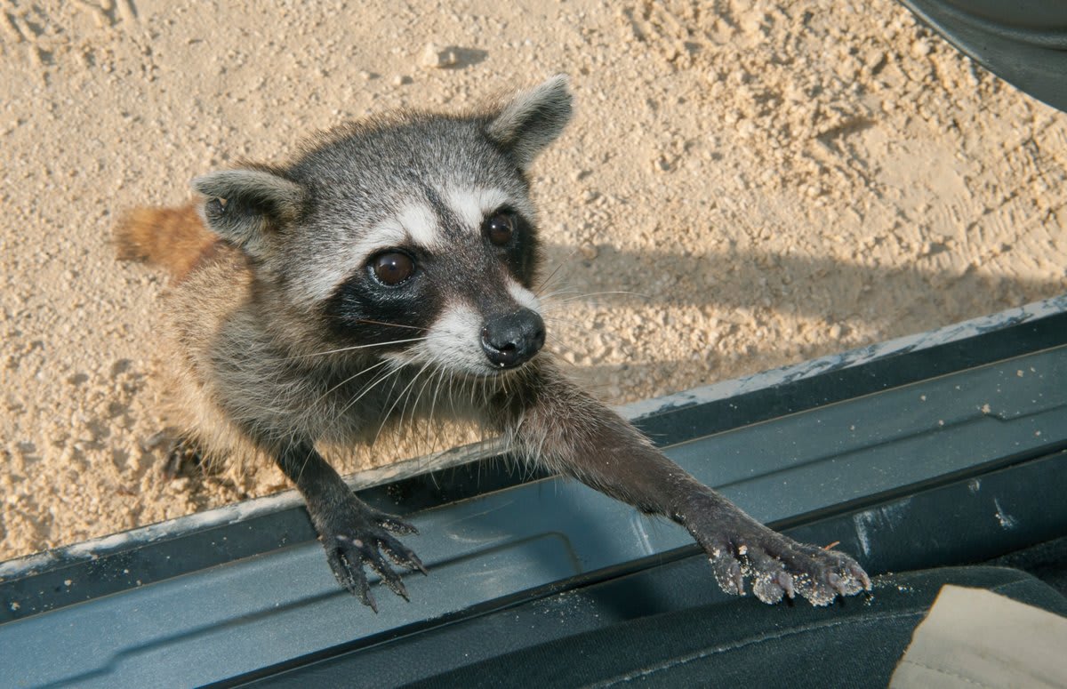 Tiny Raccoon Invented Trash Toy, Taught Family Before Death