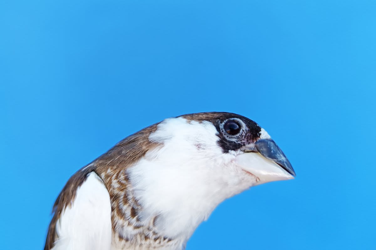 Birds and Whales Share Hidden Language Pattern With Humans