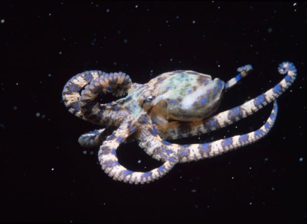 Octopuses Have a Brain Trick No Other Animal Possesses - Image 2