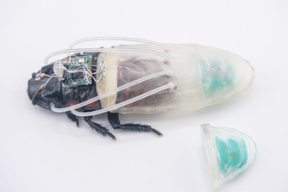 Cyborg Cockroaches Can Now Dive Underwater for 3 Hours - Image 2