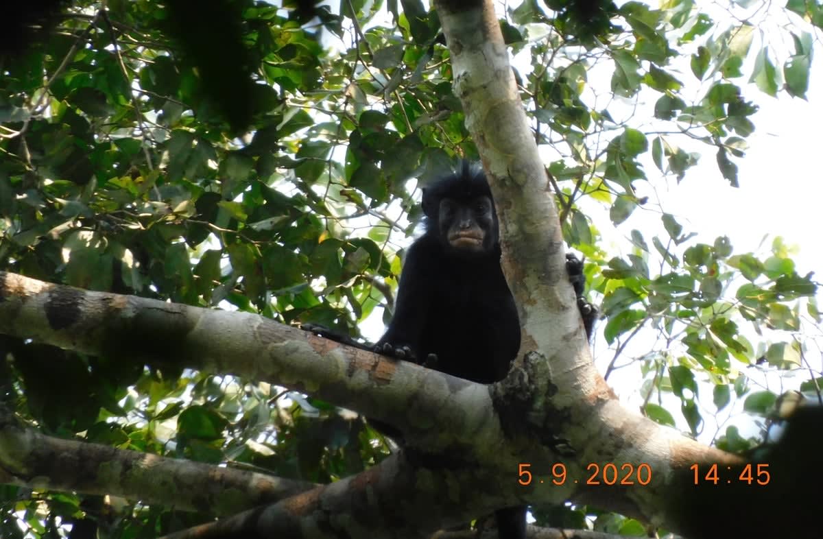 Small Colobus congoensis monkey with distinctive orange patch around mouth sits in Congo forest