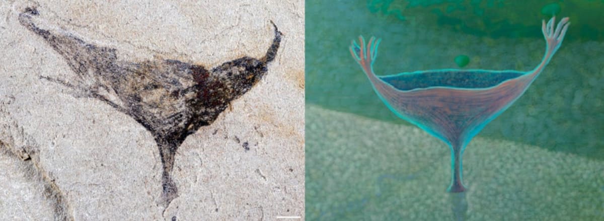 Ancient Fossils Show Complex Life Began Earlier Than Thought - Image 5