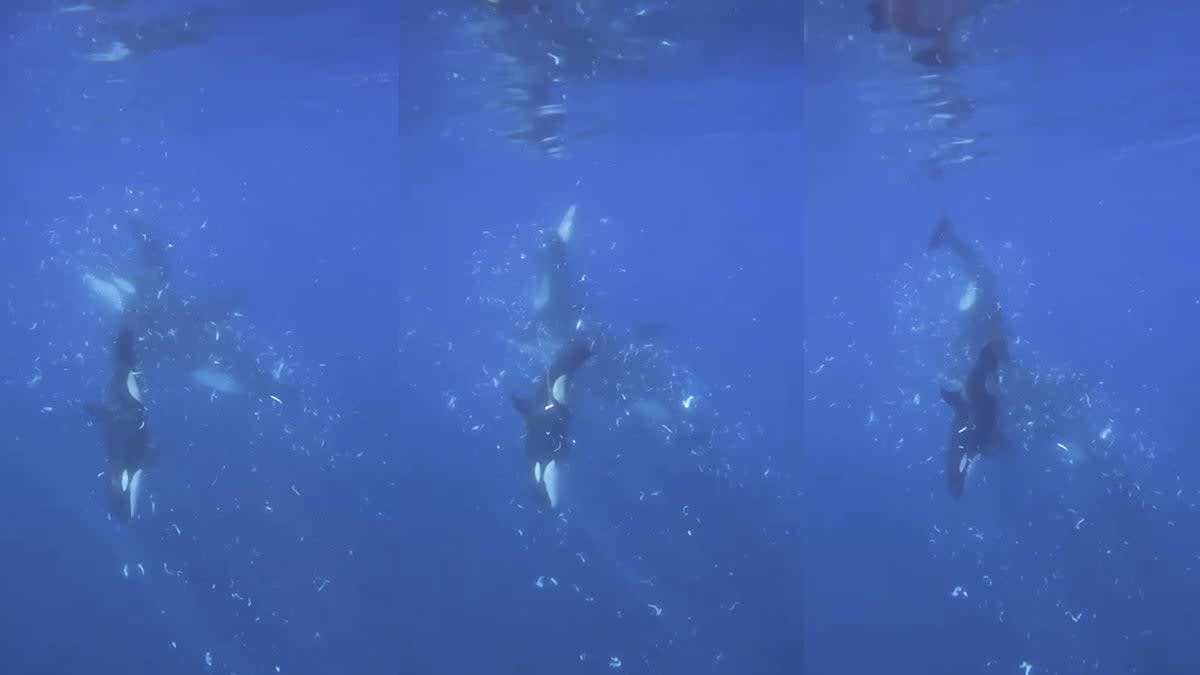 Orca whale swimming underwater near large sunfish in Gulf of California waters