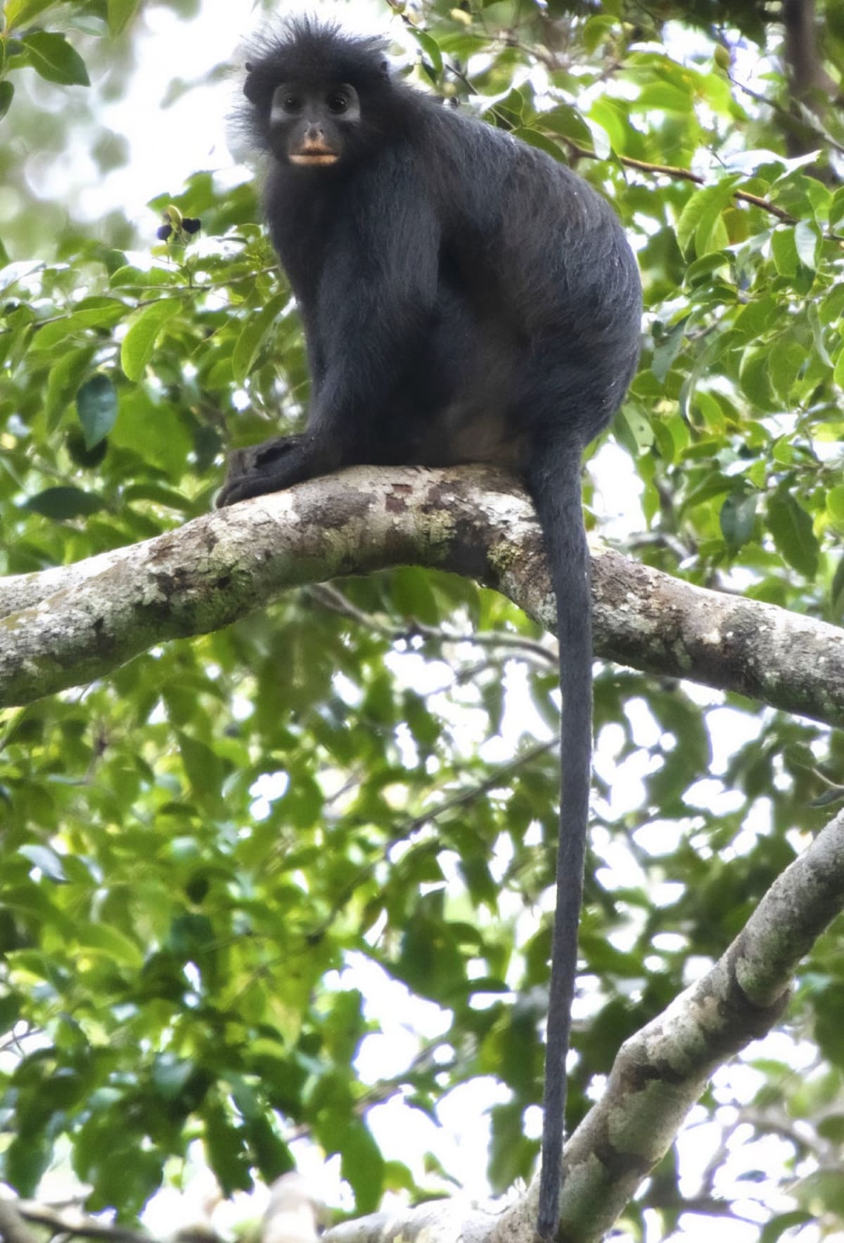New Monkey Species With Orange Lips Found in Congo - Image 3