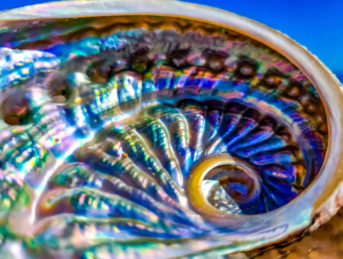 Close-up photograph of iridescent mother of pearl inside mollusk shell showing lustrous layers