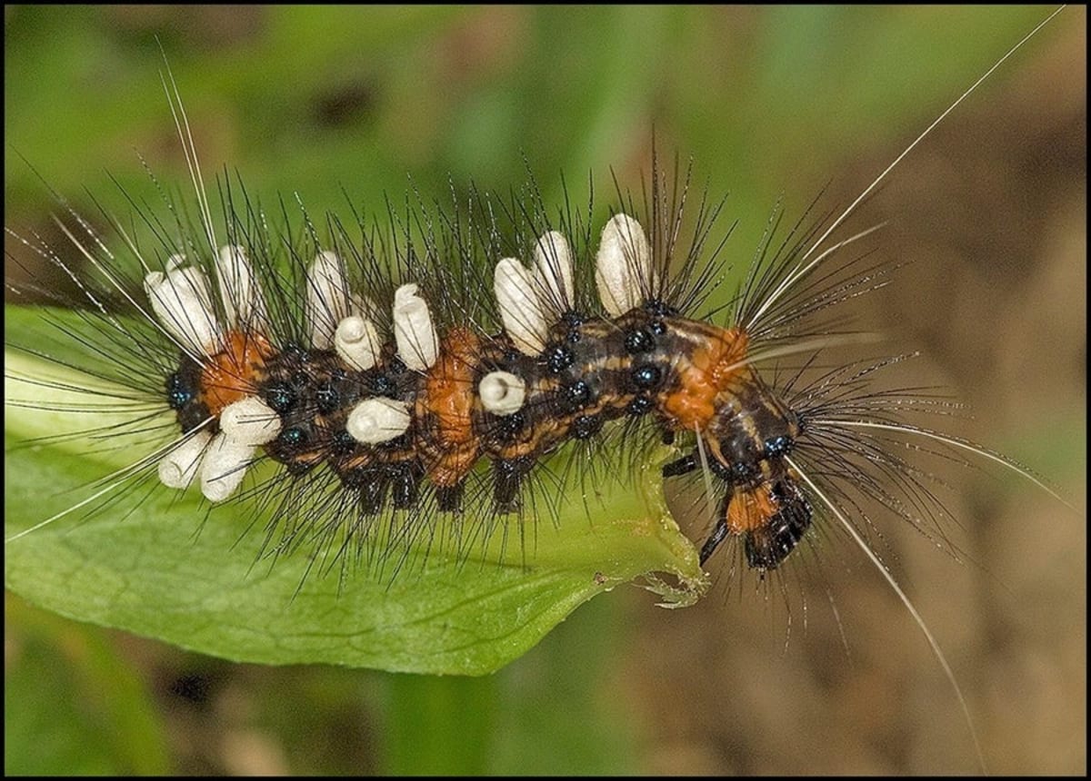 Scientists Find 20 Million Insect Species on Earth - Image 3