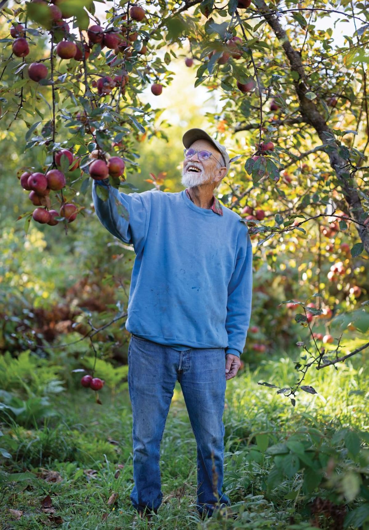 Ancient Maine Apple Tree Solves 200-Year Fruit Mystery - Image 4
