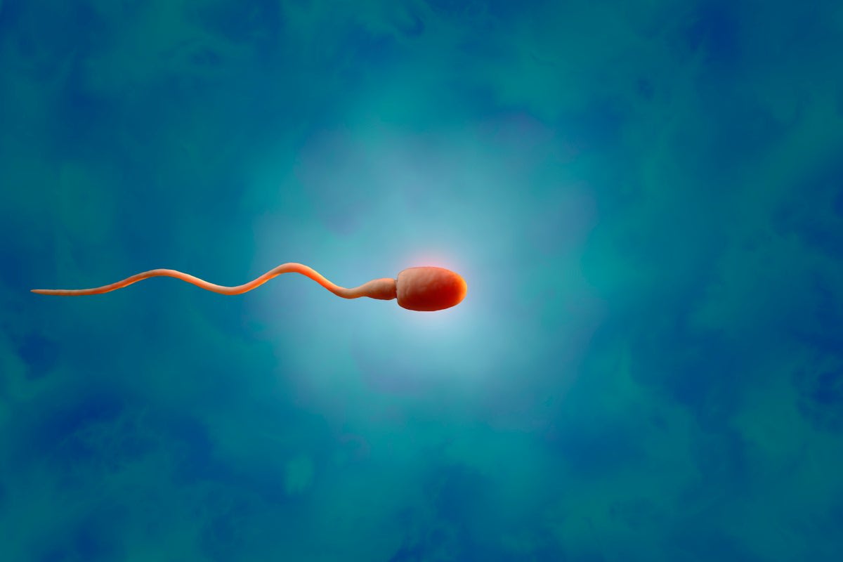 Doctors Grow Sperm from Frozen Testicular Tissue