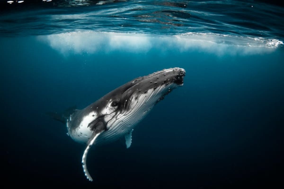 Humpback Whales Keep Their Mouths Open for Unknown Reasons - Image 2