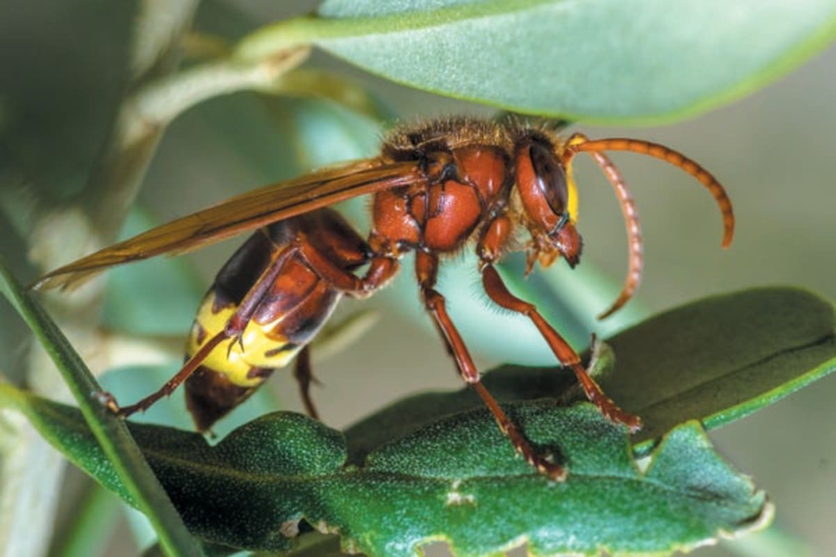 Scientists Find 20 Million Insect Species on Earth - Image 2